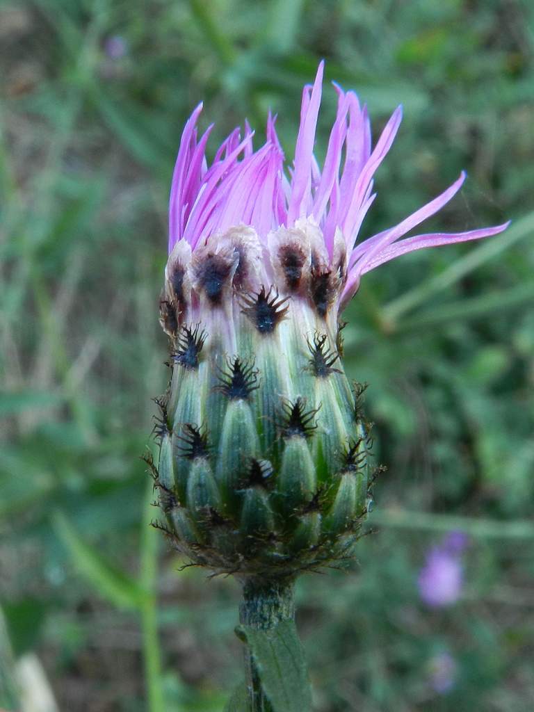 Determinazione Centaurea - Centaurea nigra ?